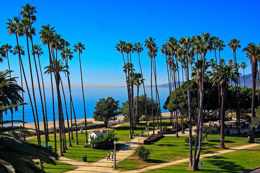 Santa Monica's Palm Trees